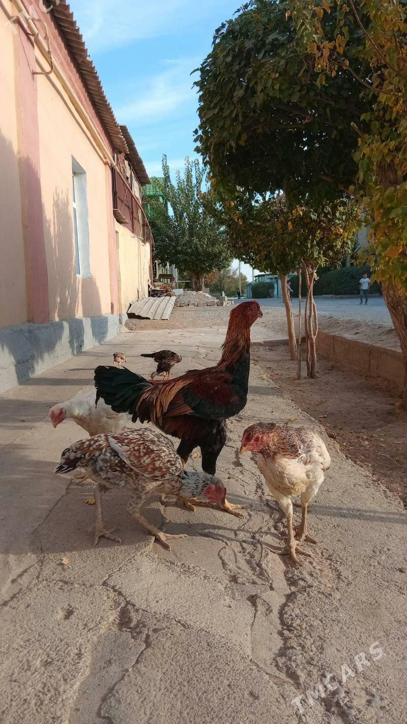 Tașkent - Hitrowka - img 3