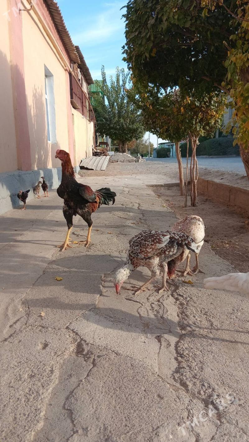 Tașkent - Hitrowka - img 2