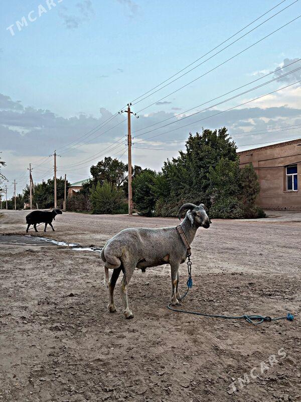 ширазы гоч - Şabat etr. - img 2