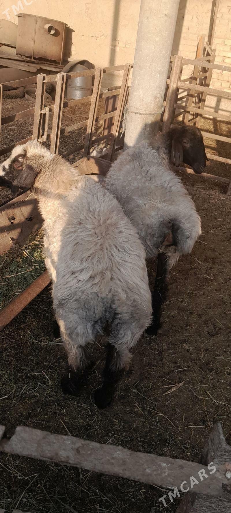 goyun - Baýramaly - img 3