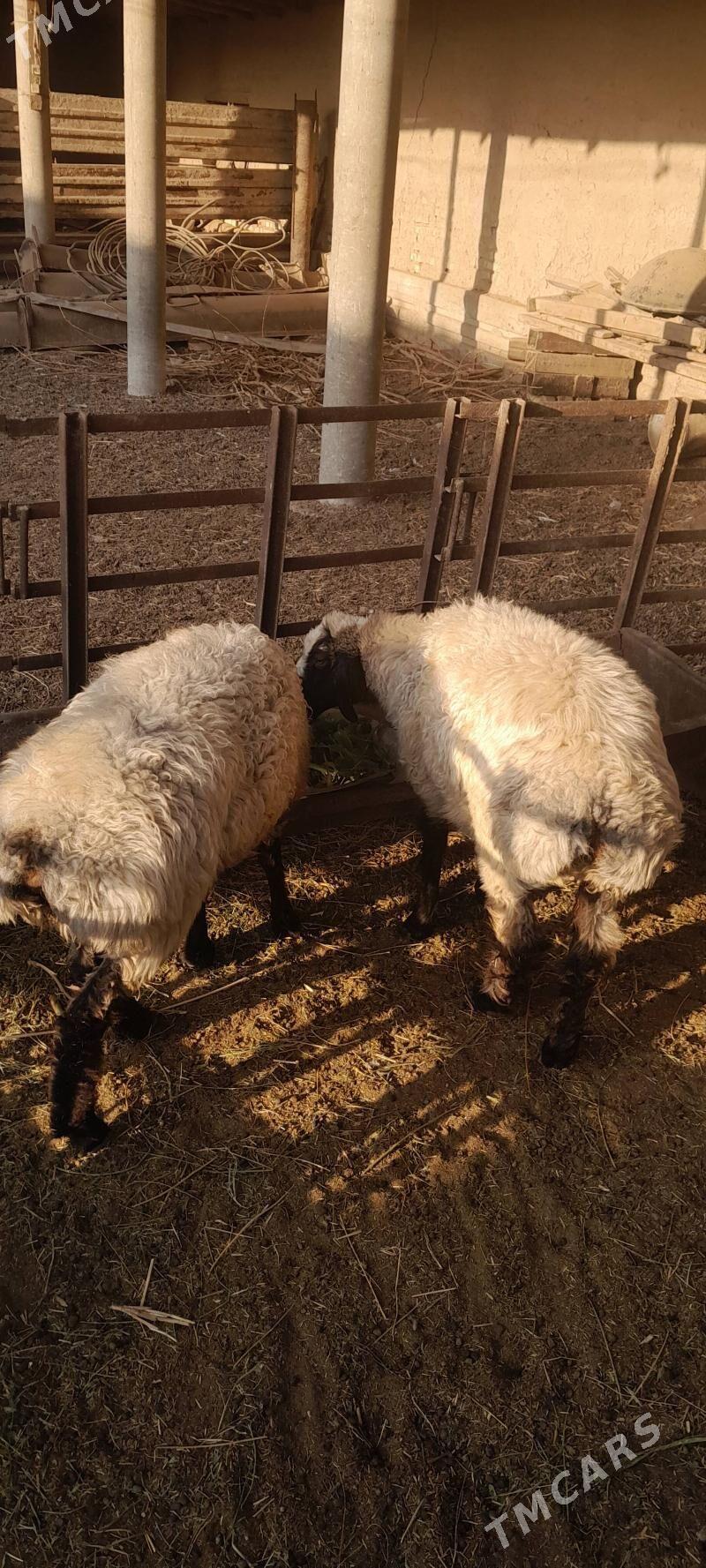 goyun - Baýramaly - img 2