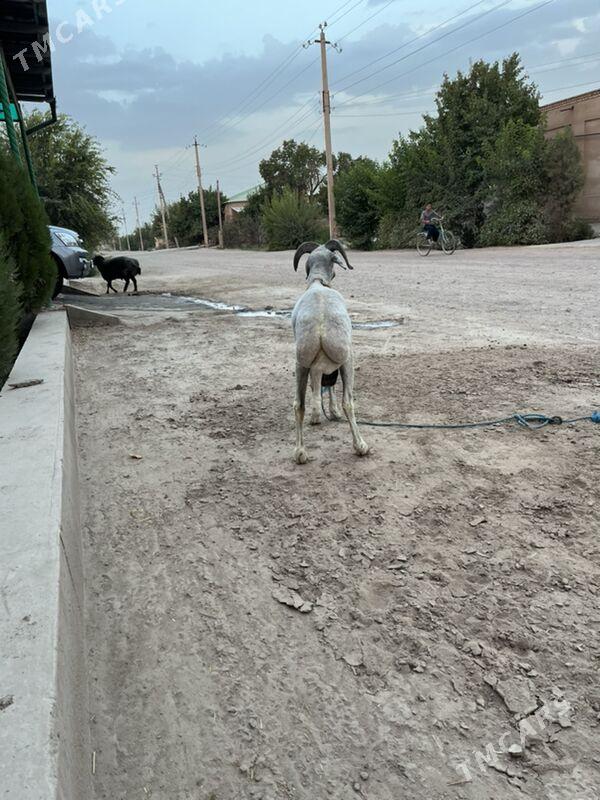 ширазы гоч - Şabat etr. - img 3