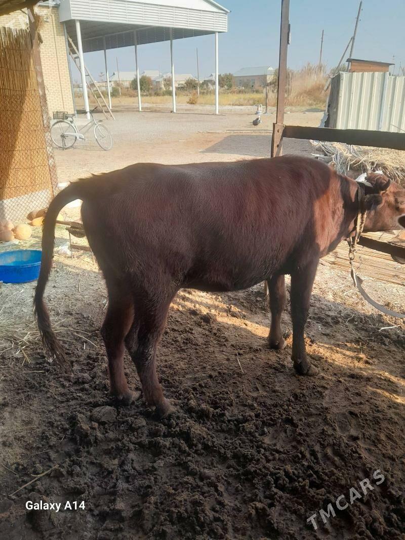 bakylan gulojun - Mary - img 3