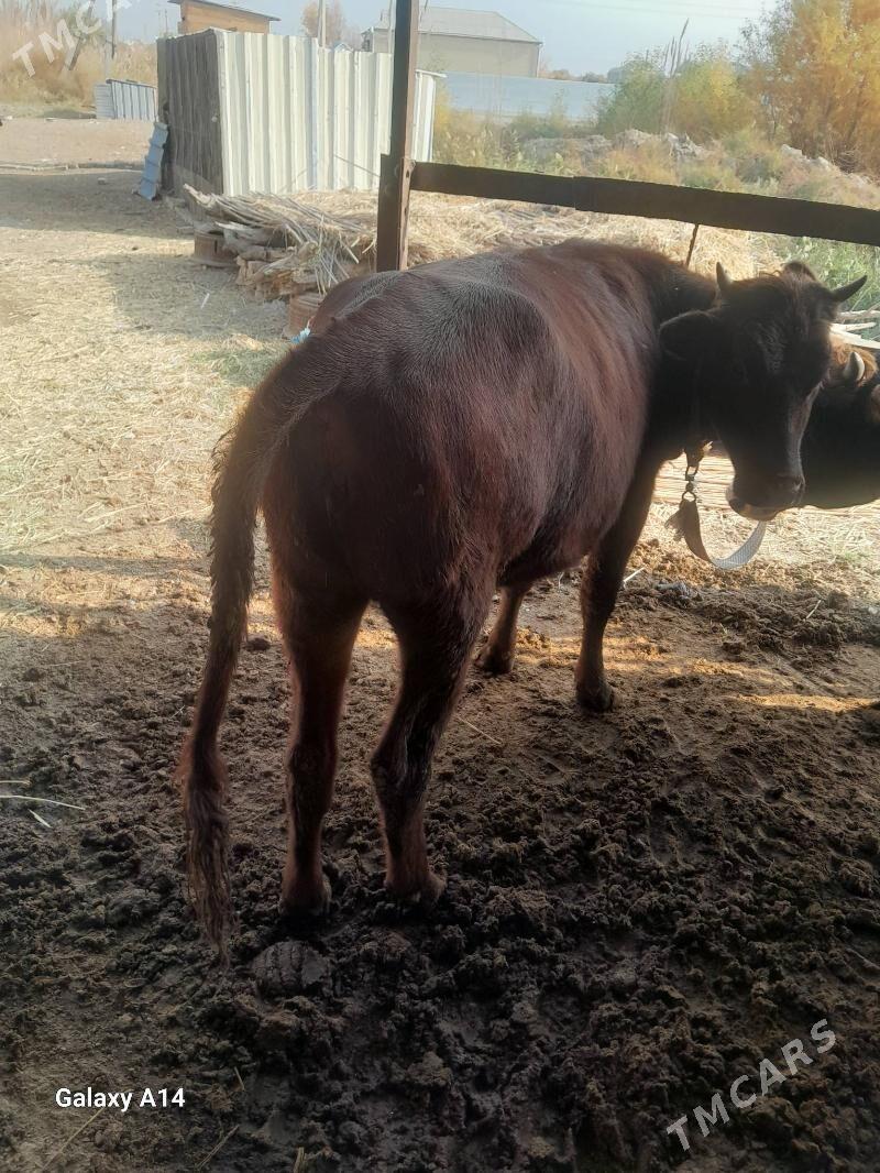 bakylan gulojun - Mary - img 2