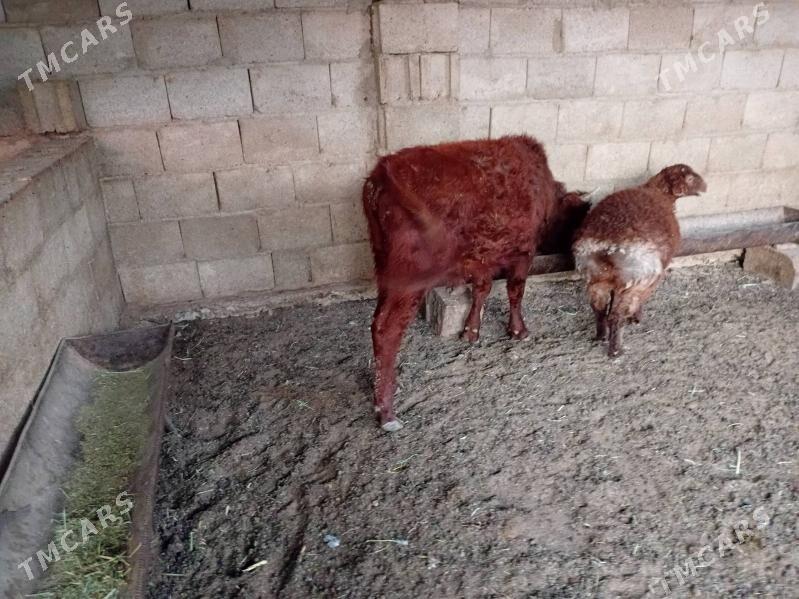 2sany Öküzçe - Balkanabat - img 5