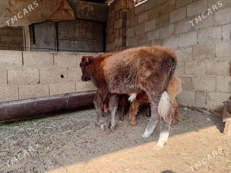 2sany Öküzçe - Balkanabat - img 2