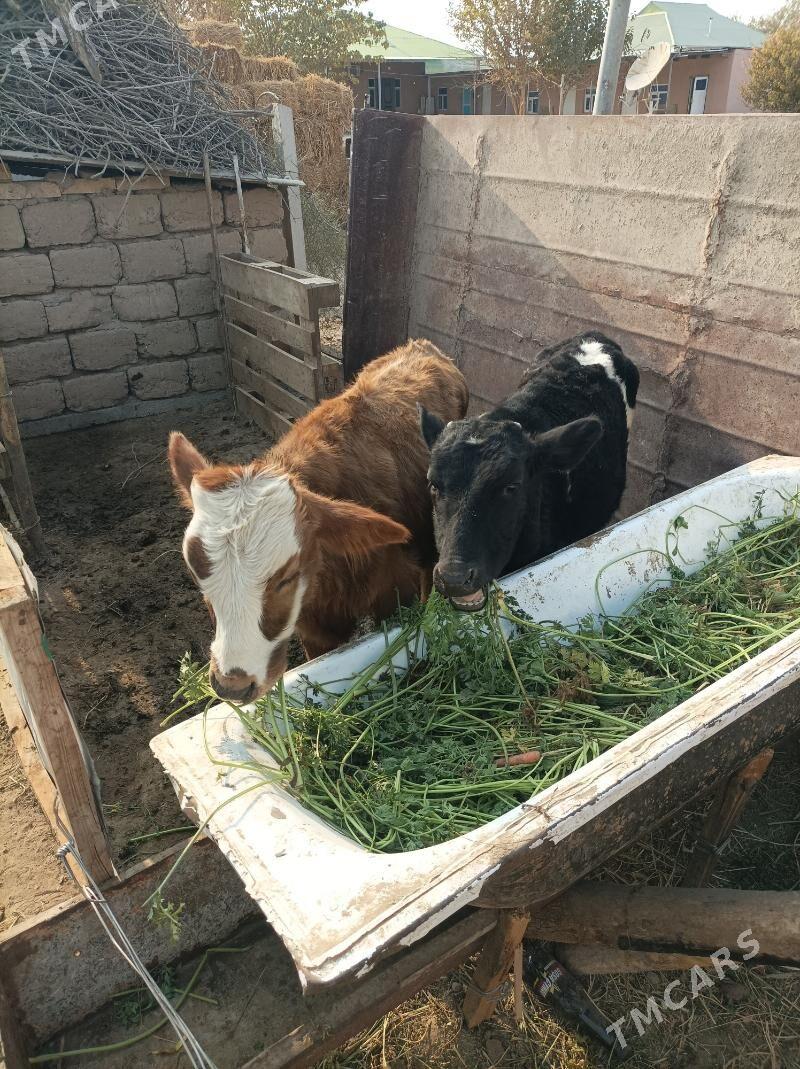 göle - Кипджак - img 2