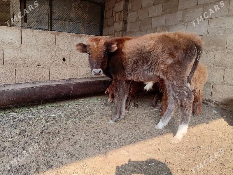 2sany Öküzçe - Balkanabat - img 1