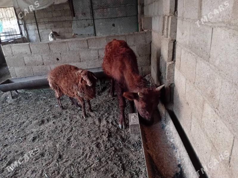 2sany Öküzçe - Balkanabat - img 3