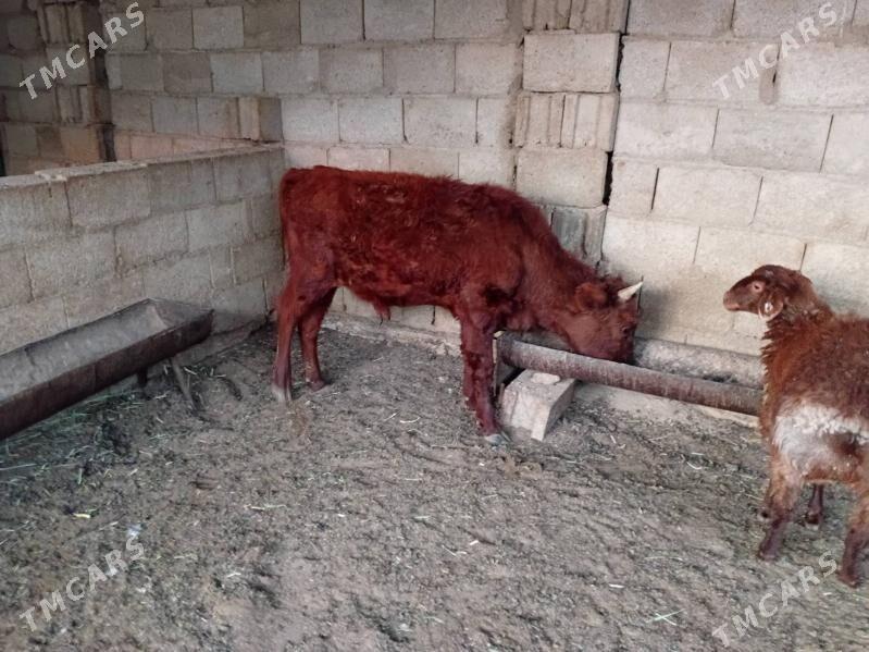 2sany Öküzçe - Balkanabat - img 4