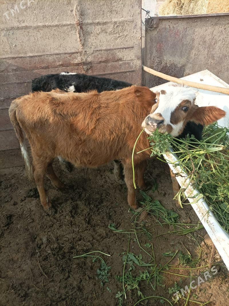 göle - Кипджак - img 3