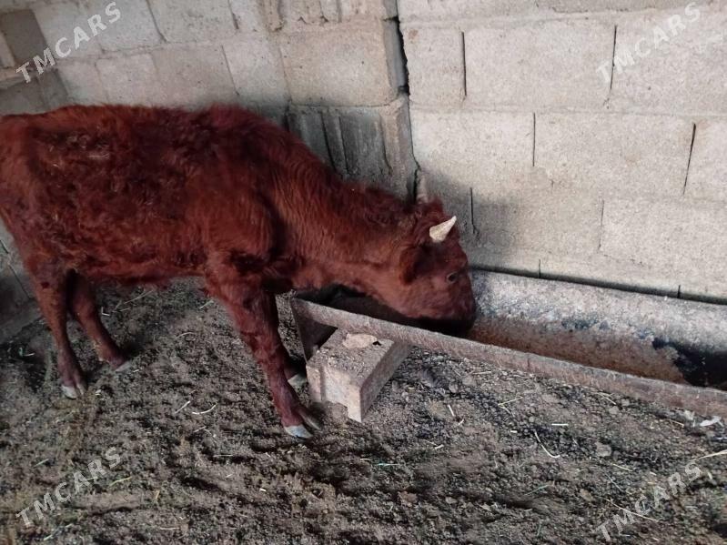 2sany Öküzçe - Balkanabat - img 6