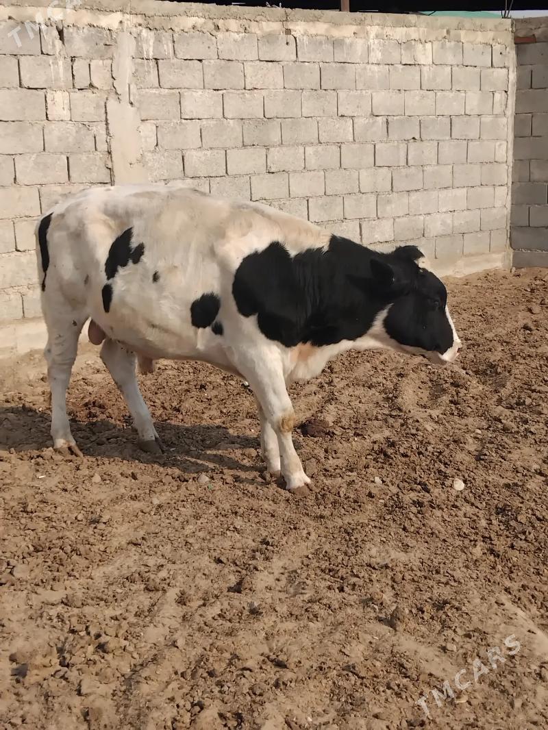 golisdeyin okuz - Анев - img 2