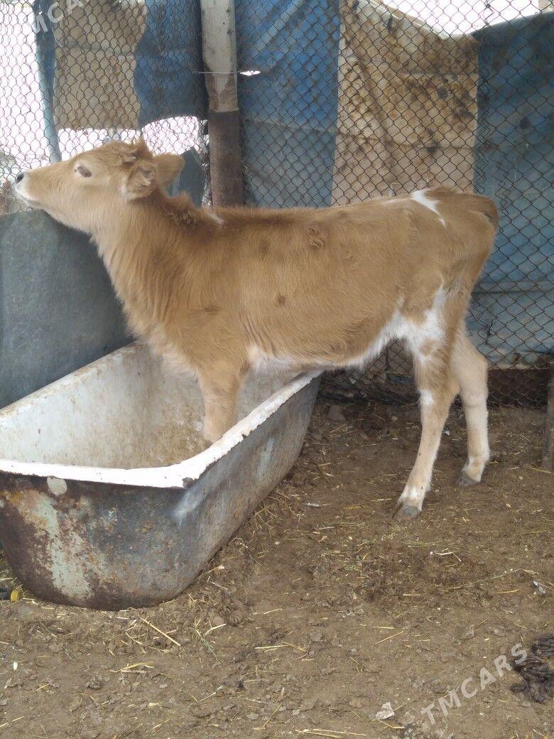 Gacar - Balkanabat - img 1