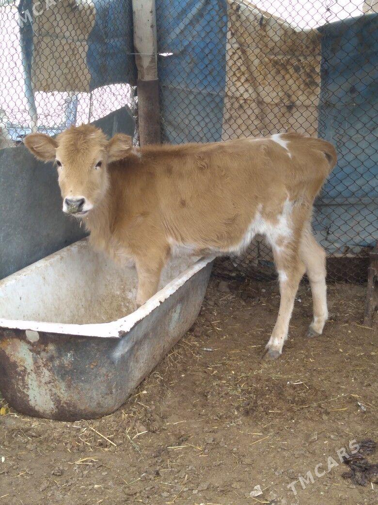 Gacar - Balkanabat - img 2