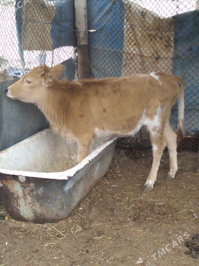 Gacar - Balkanabat - img 3