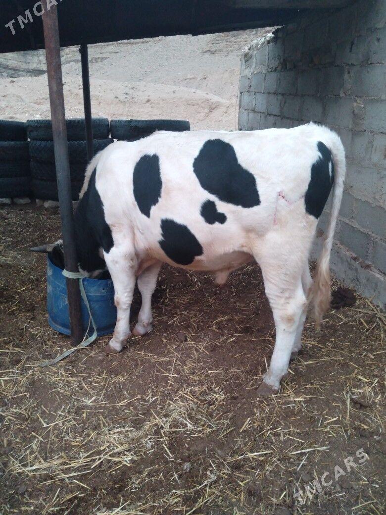 Galısdeyın okuz - Balkanabat - img 3