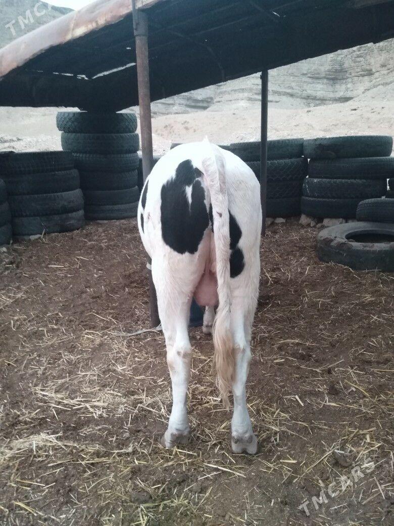 Galısdeyın okuz - Balkanabat - img 4