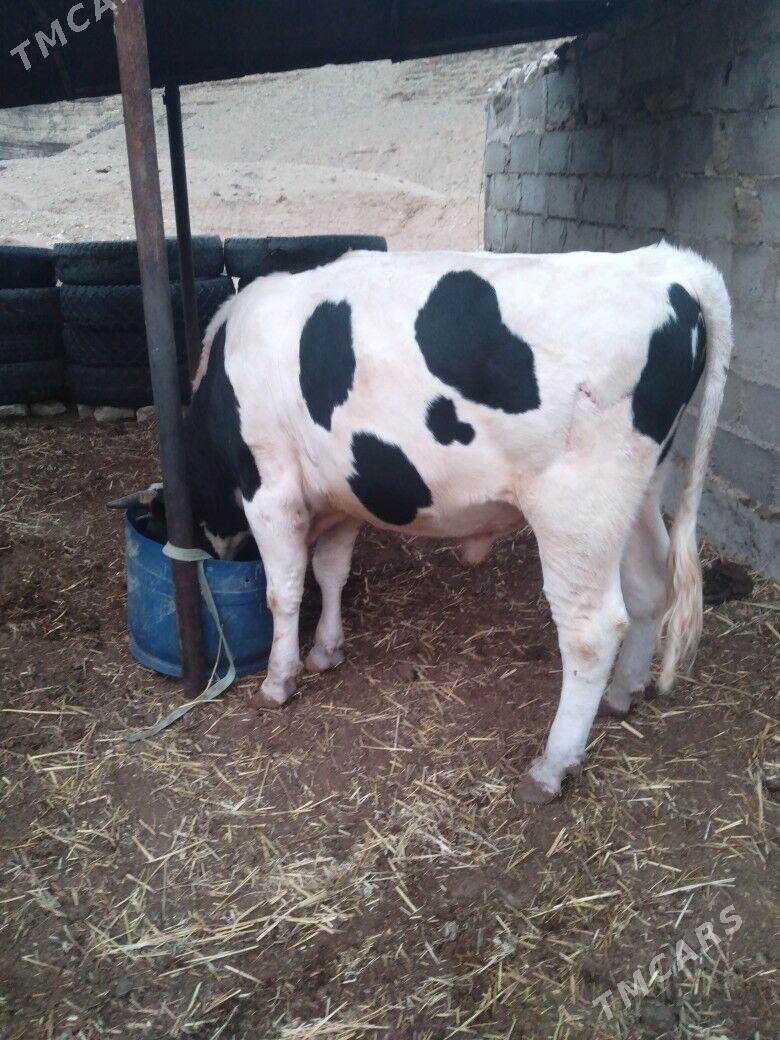 Galısdeyın okuz - Balkanabat - img 5