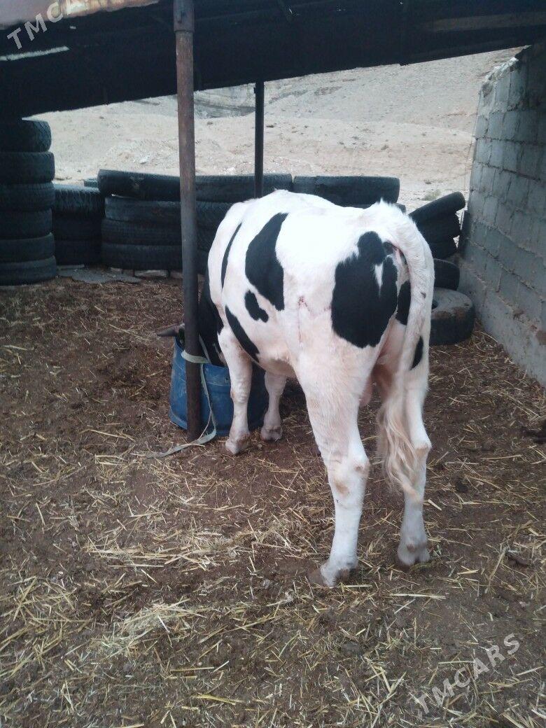 Galısdeyın okuz - Balkanabat - img 6