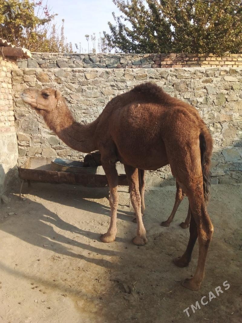 Köşekli düýe - Bereket - img 2