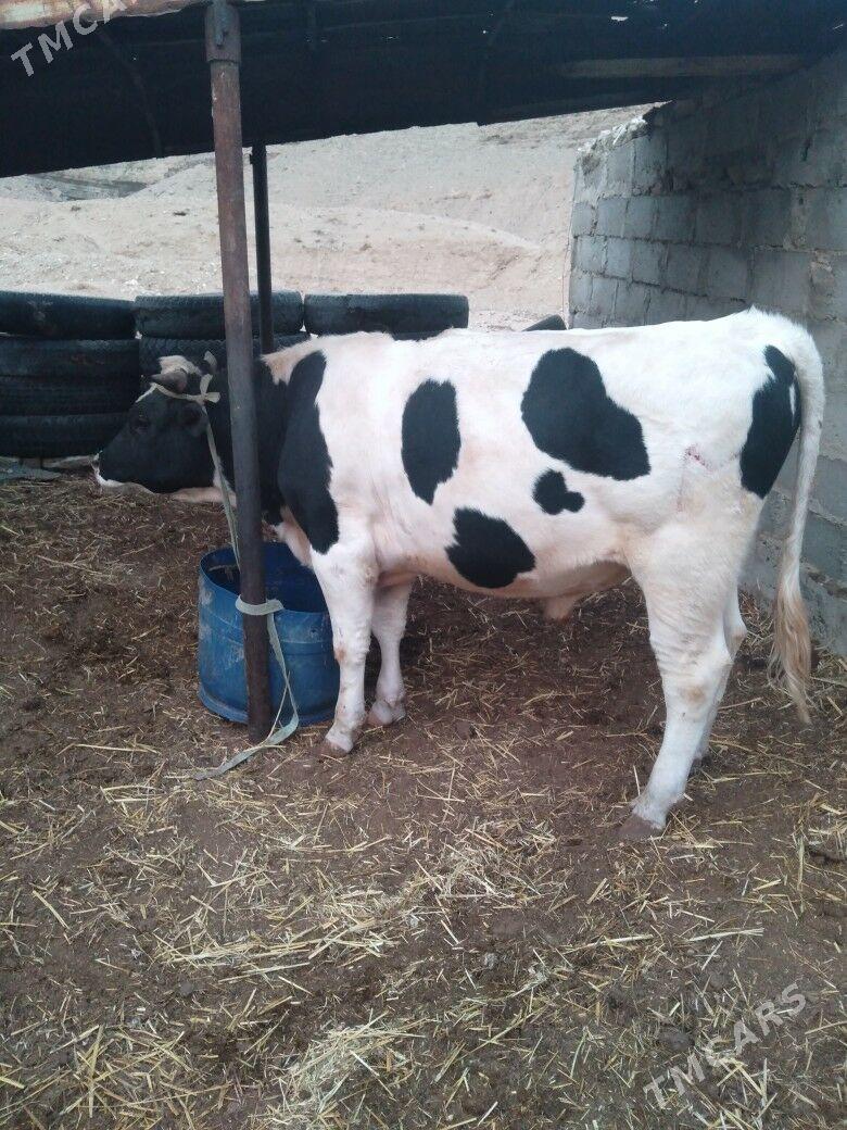 Galısdeyın okuz - Balkanabat - img 2