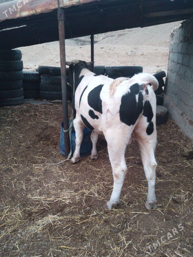 Galısdeyın okuz - Balkanabat - img 7