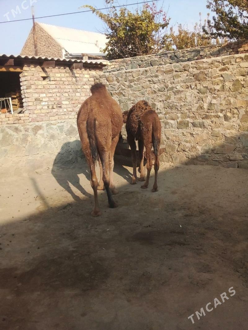 Köşekli düýe - Bereket - img 3