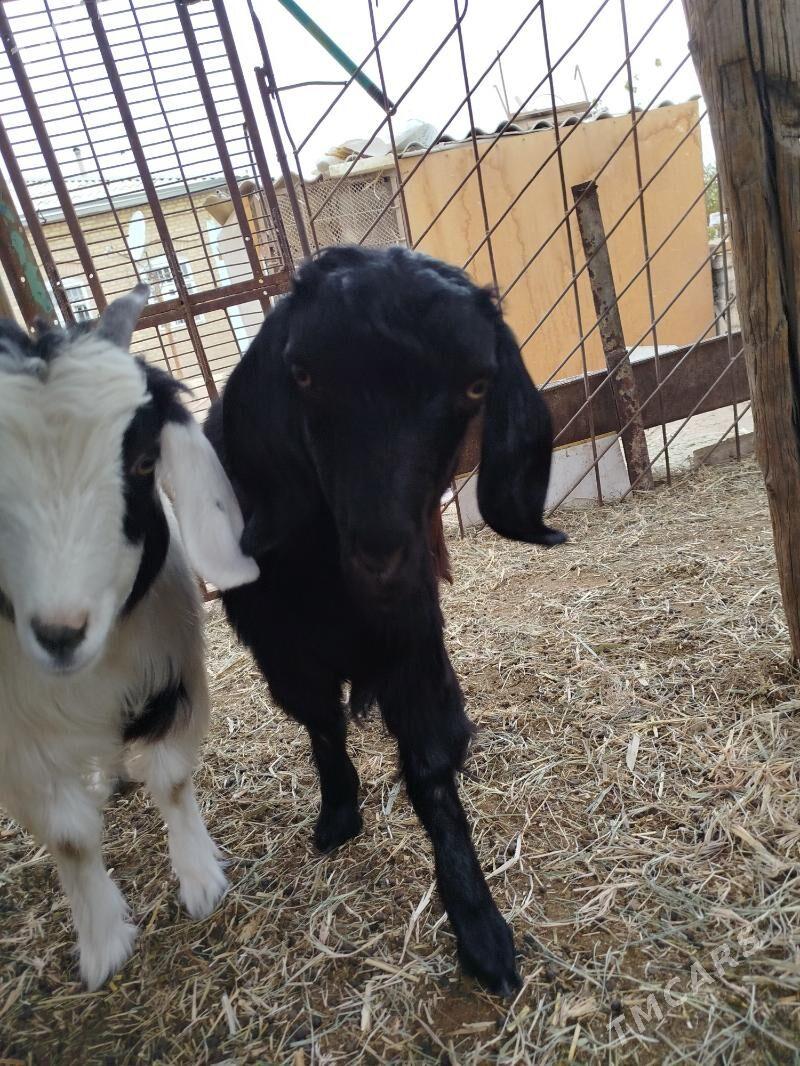 Geçi we çebiş - Мары - img 2