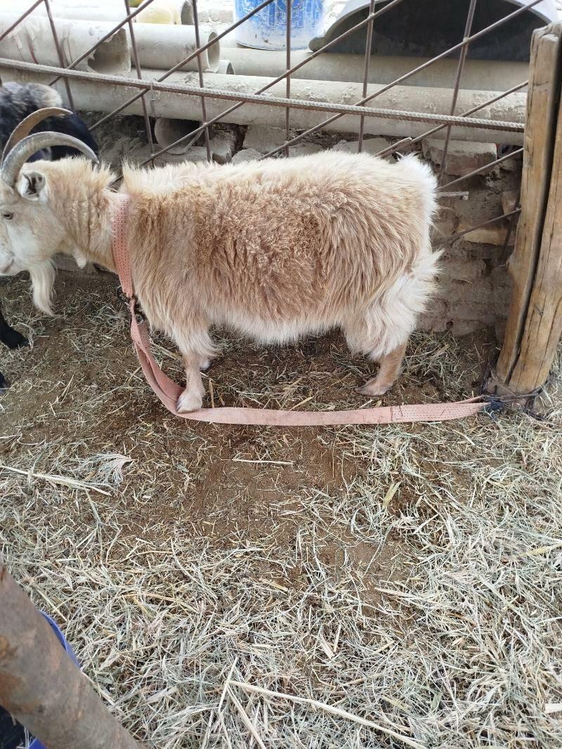 Geçi we çebiş - Мары - img 4