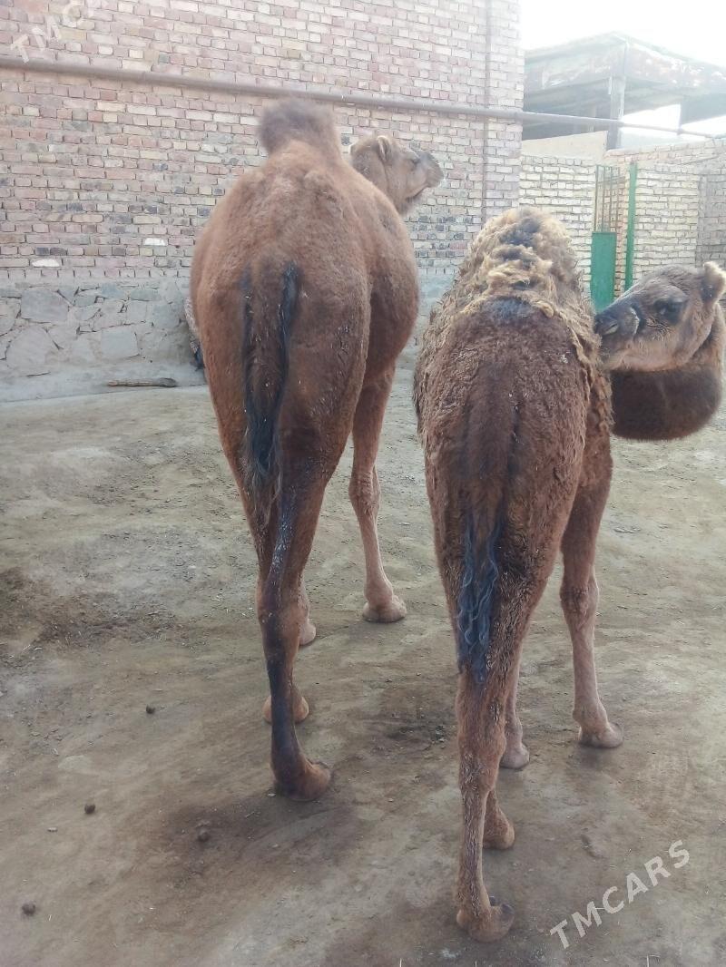 Köşekli düýe - Bereket - img 4