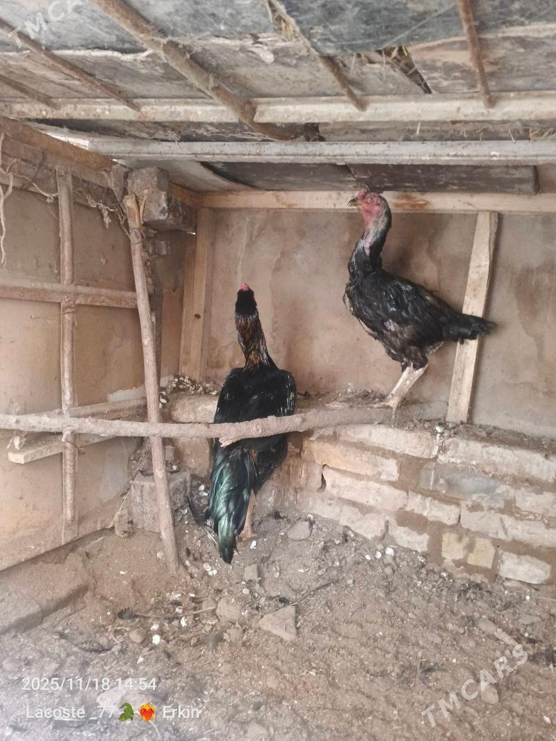 satlyk horaz - Чарджоу - img 3