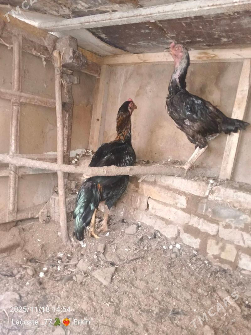 satlyk horaz - Чарджоу - img 2