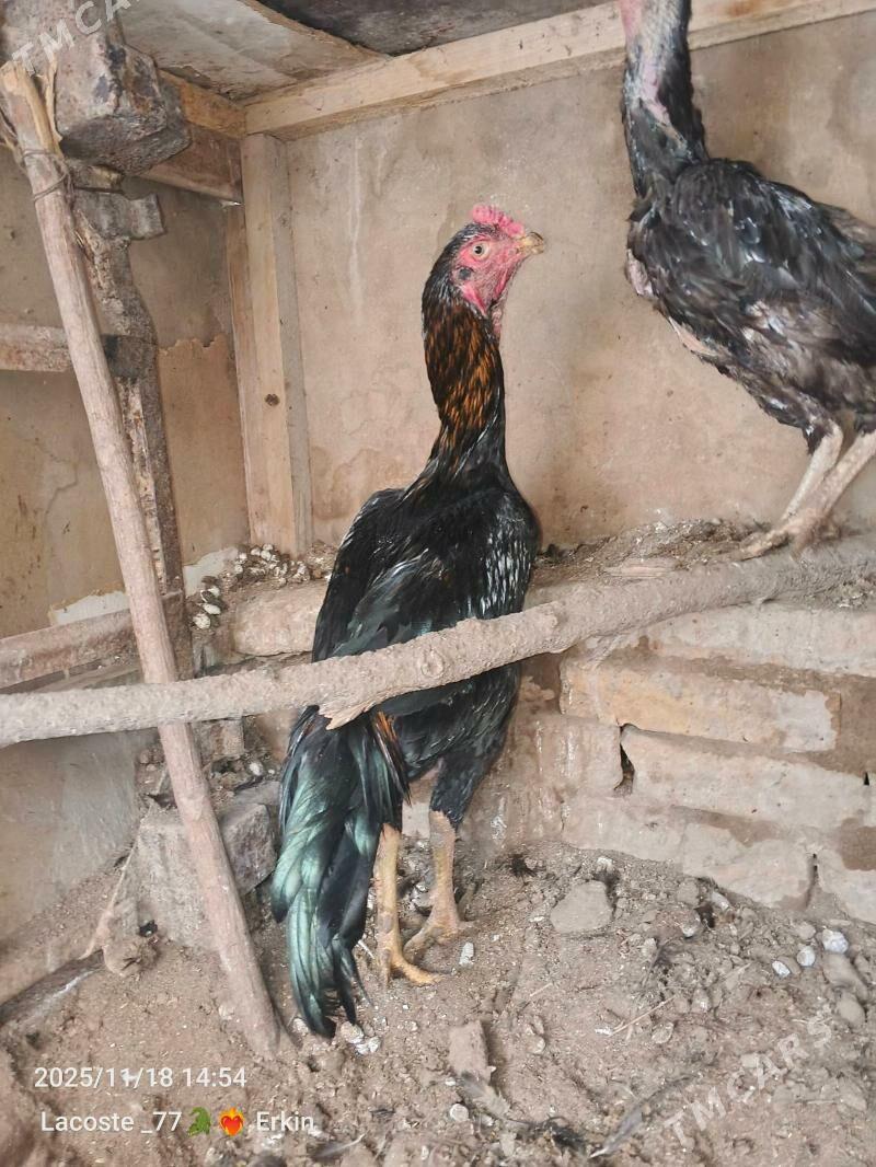 satlyk horaz - Чарджоу - img 4