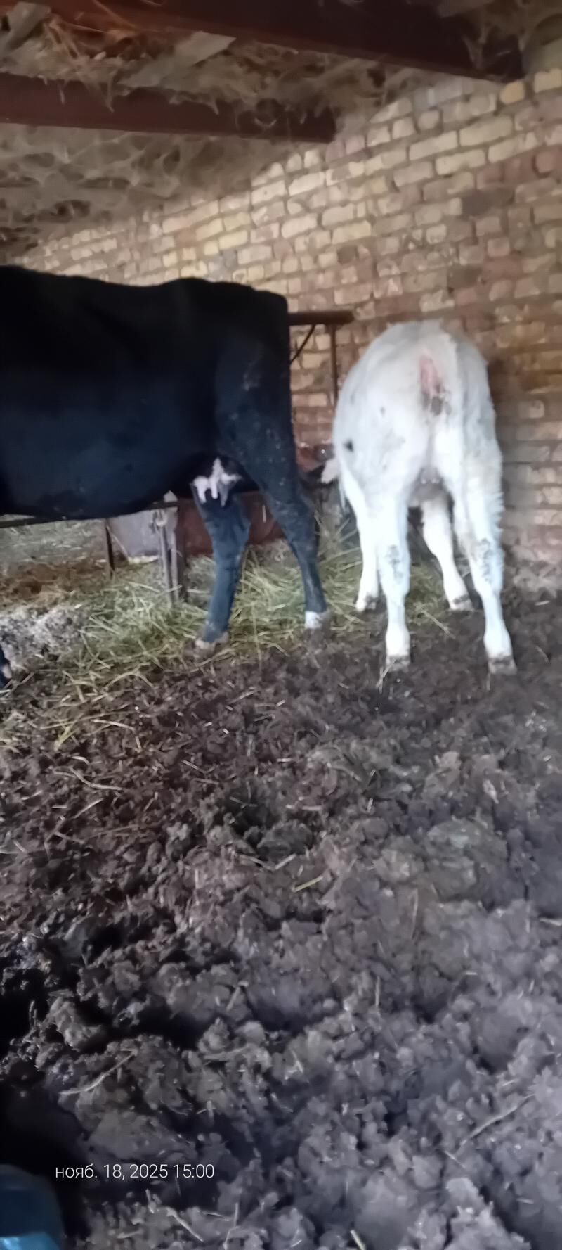 чорны пёстра сыгыр - Туркменабат - img 8