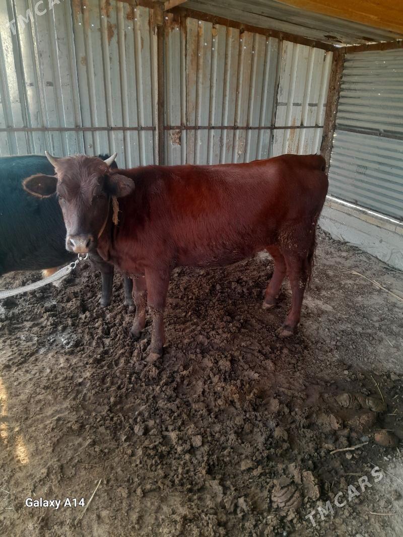 bakylan gulojun - Mary - img 4