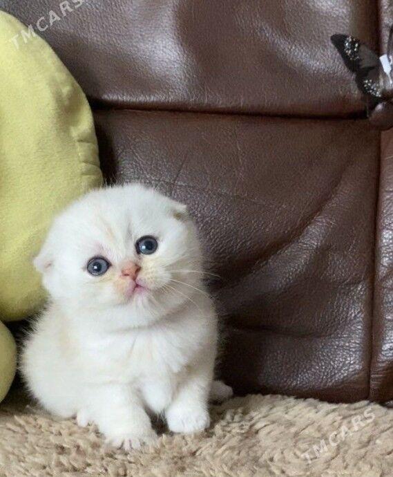 sotlanskiy шотландскийе - Aşgabat - img 10