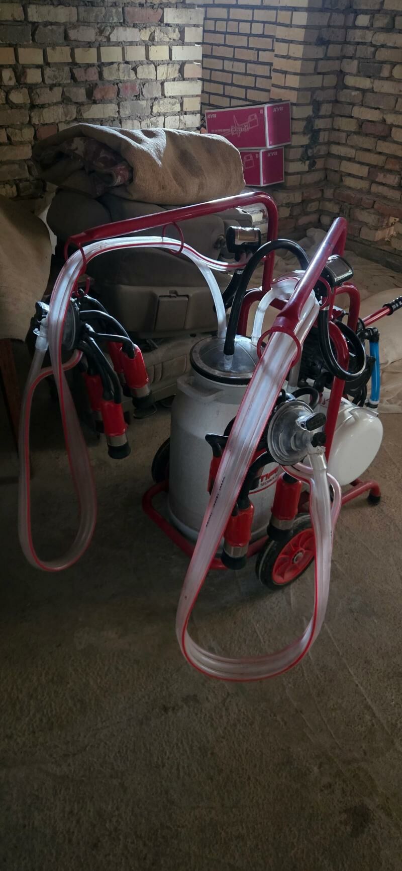 Sygyr sagylyan. - Мургап - img 3