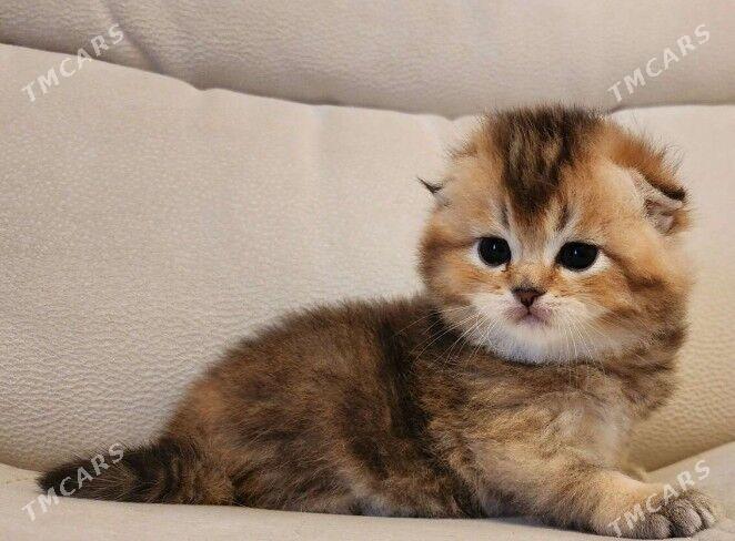 sotlanskiy шотландскийе - Aşgabat - img 8