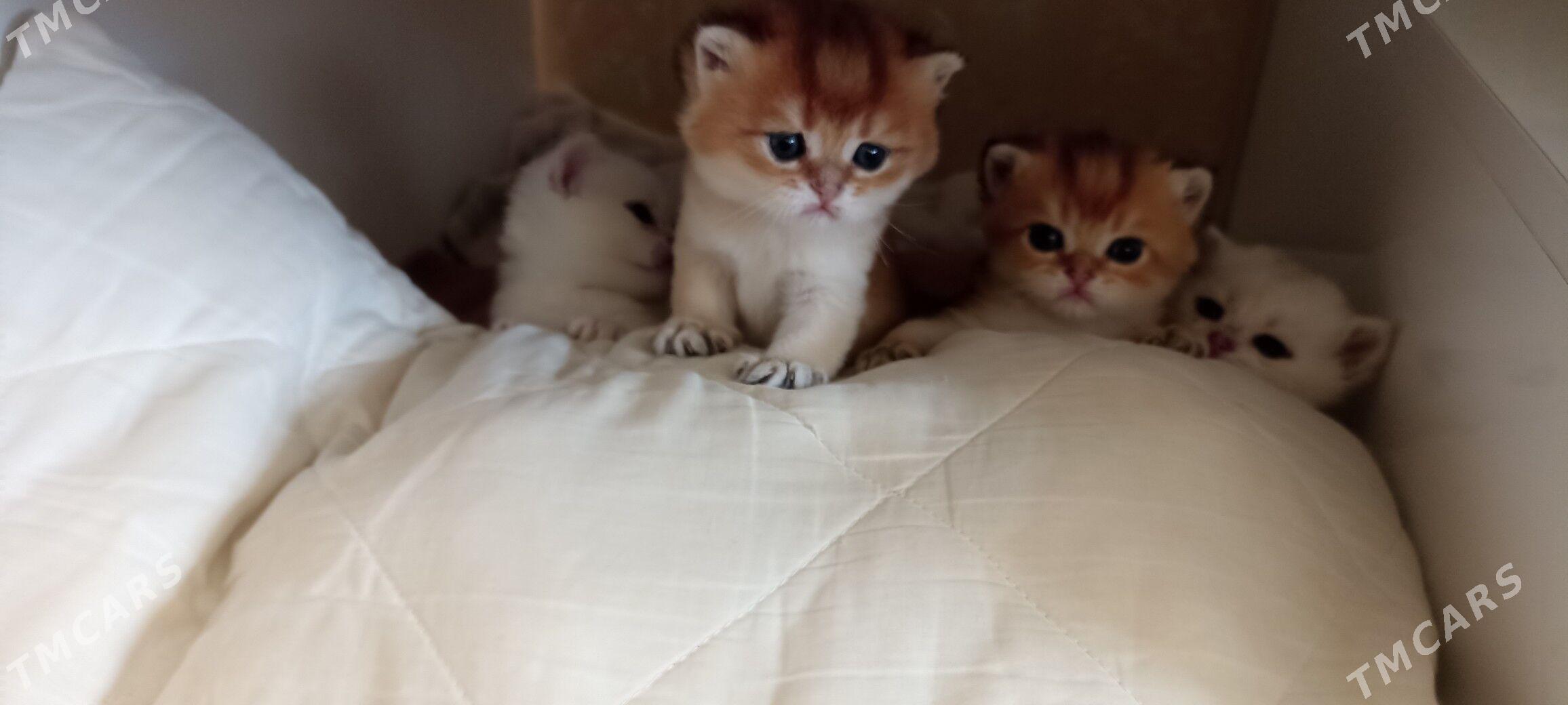 sotlanskiy шотландскийе - Aşgabat - img 2