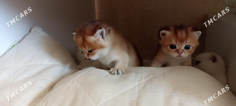 sotlanskiy шотландскийе - Aşgabat - img 4