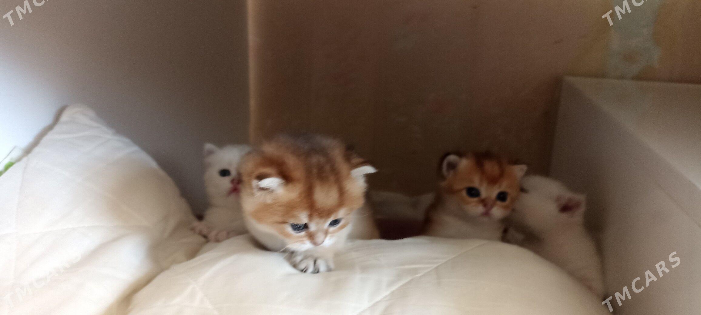 sotlanskiy шотландскийе - Aşgabat - img 3