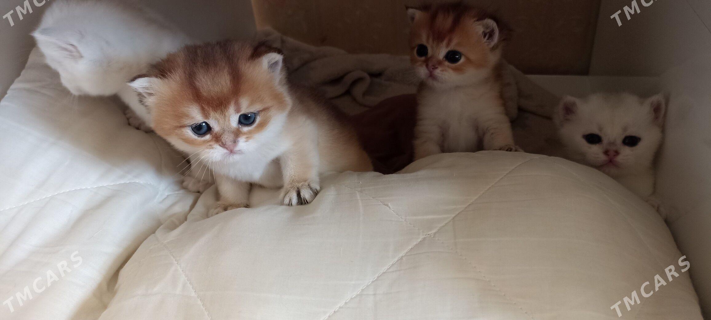 sotlanskiy шотландскийе - Aşgabat - img 5