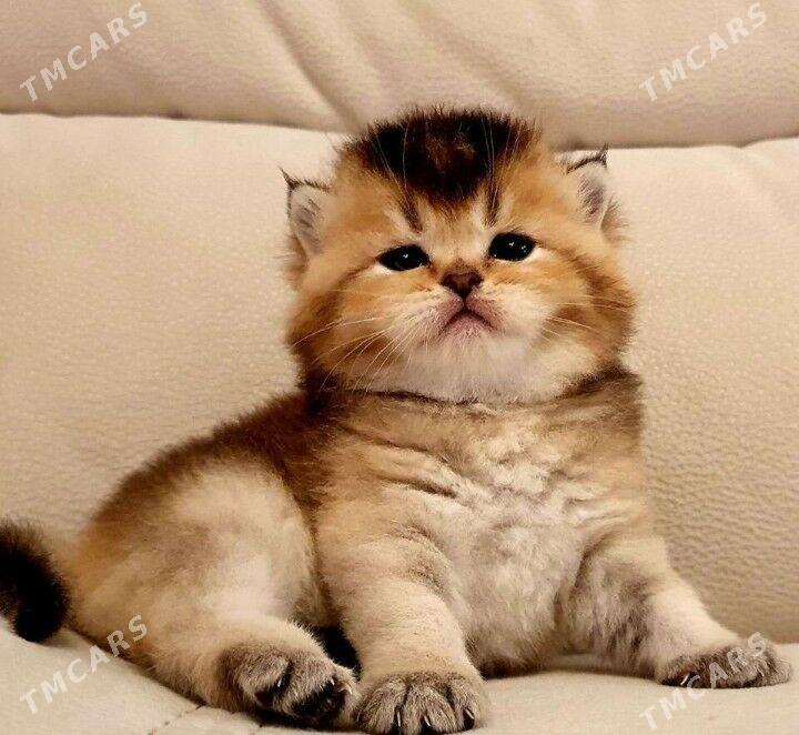 sotlanskiy шотландскийе - Aşgabat - img 9