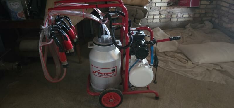 Sygyr sagylyan. - Мургап - img 2