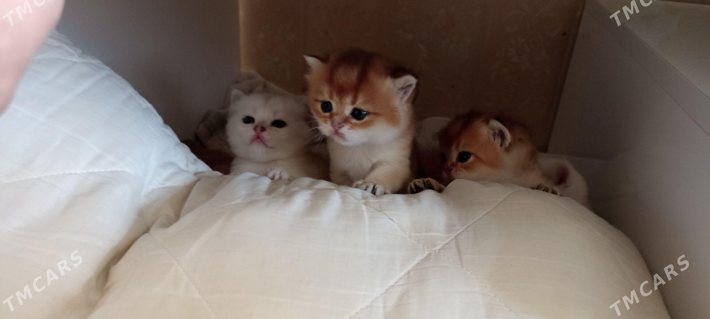 sotlanskiy шотландскийе - Aşgabat - img 7