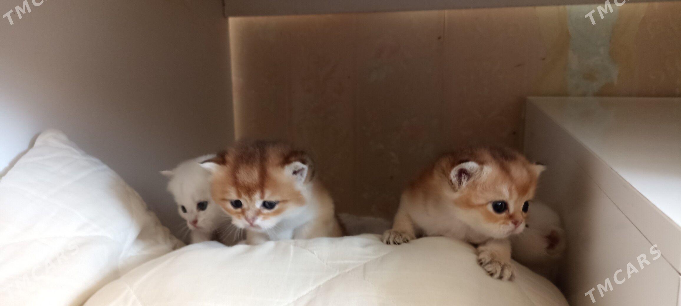 sotlanskiy шотландскийе - Aşgabat - img 6