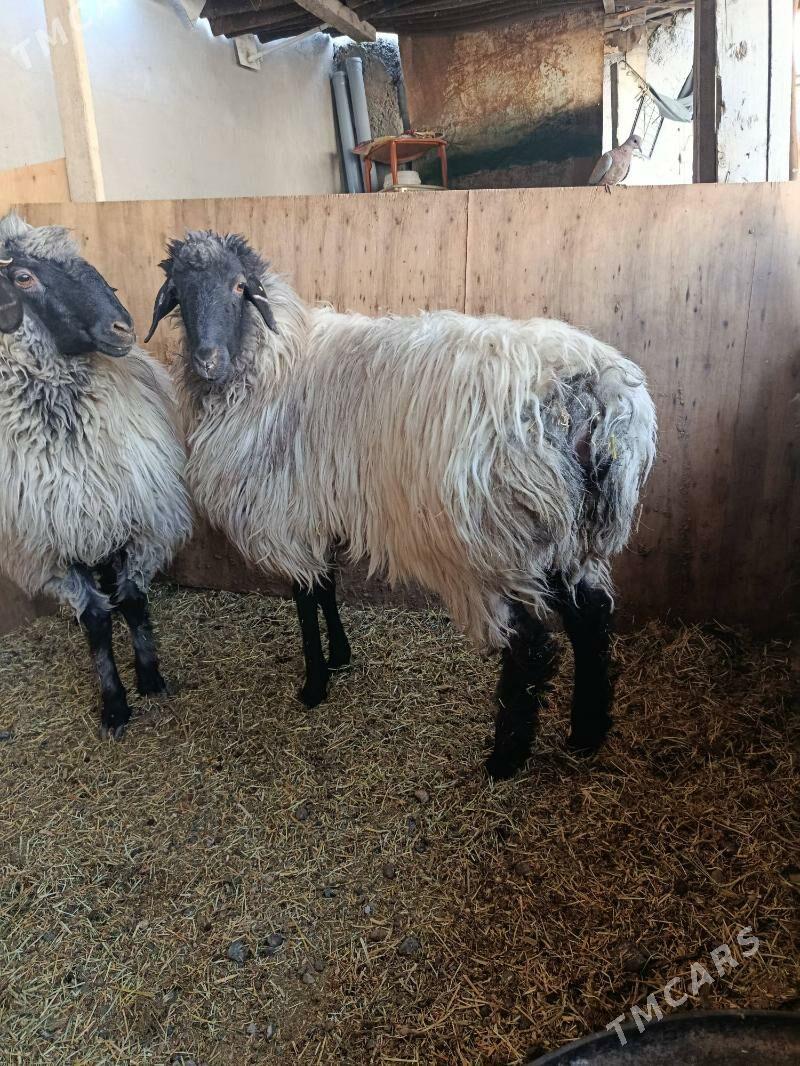 goyun öweç - Aşgabat - img 3