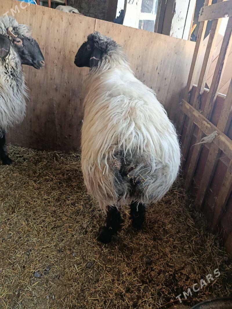 goyun öweç - Aşgabat - img 1