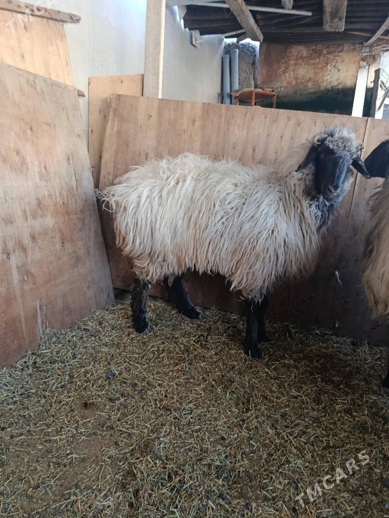 goyun öweç - Aşgabat - img 2